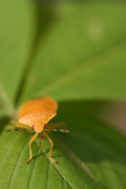 What Are These Orange Little Bugs Alta Pest Control what-are-these-orange-little-bugs-alta-pest-control